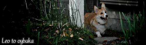 2009年12月ヘッダー.jpg