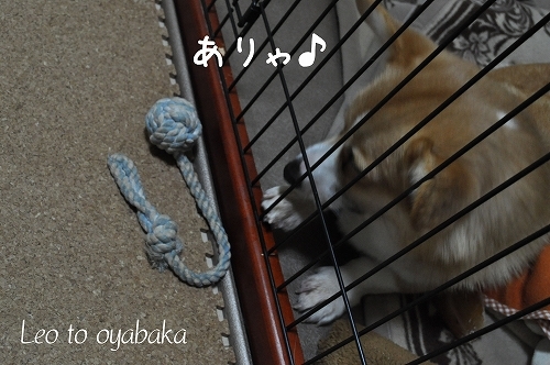 ありゃっ♪.jpg
