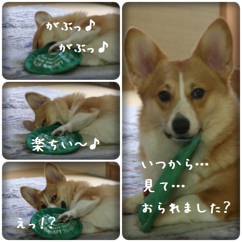 いつからみておられましたか?.jpg