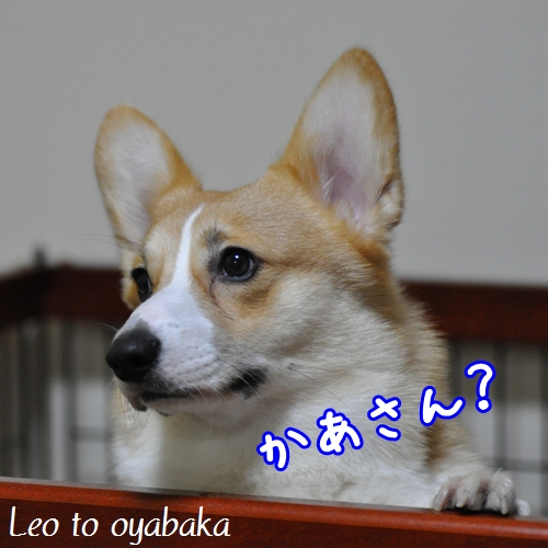 かあさん?.jpg