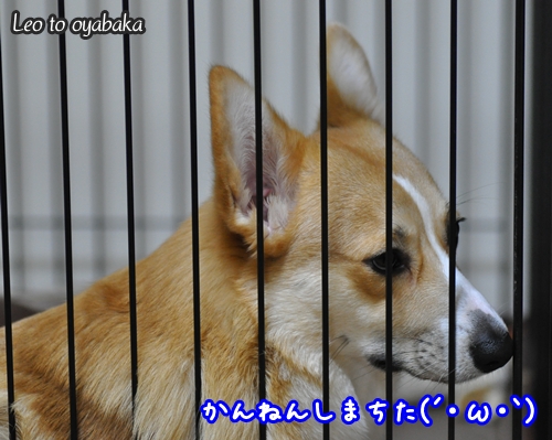 かんねんしまちた.jpg