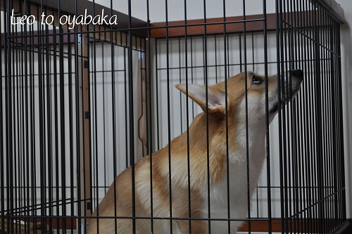 きびしいレオ父母.jpg