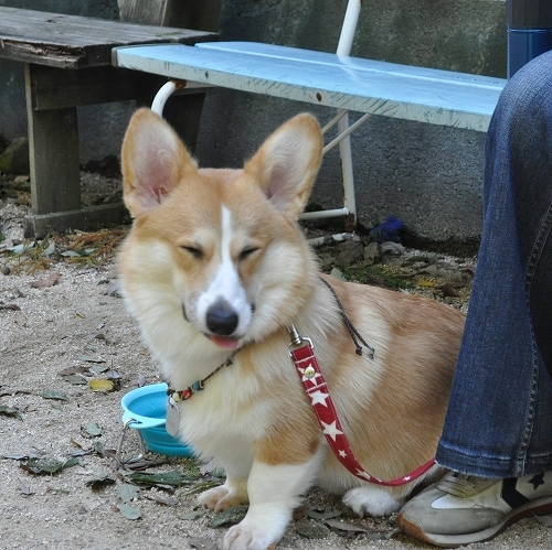 さすがにつかれたでちゅ.jpg