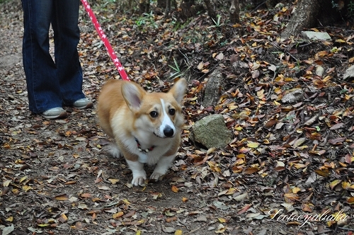 ちょっと疲れてきましたよ.jpg