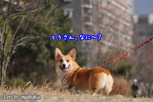 とうさん、なに〜♪.jpg