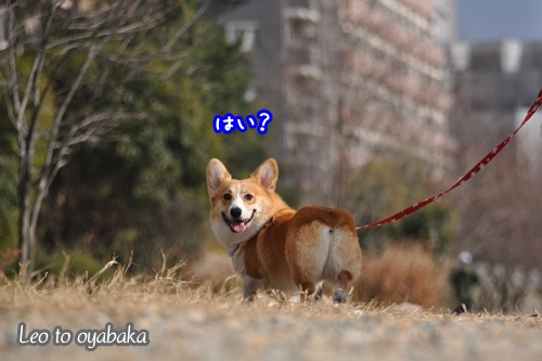 はい?.jpg