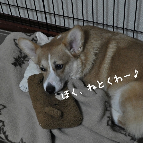 ぼく、ねとくわ〜♪.jpg