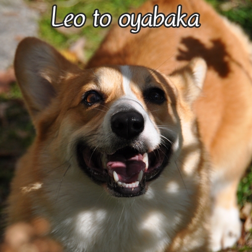 ぼく、レオだよっ♪.jpg