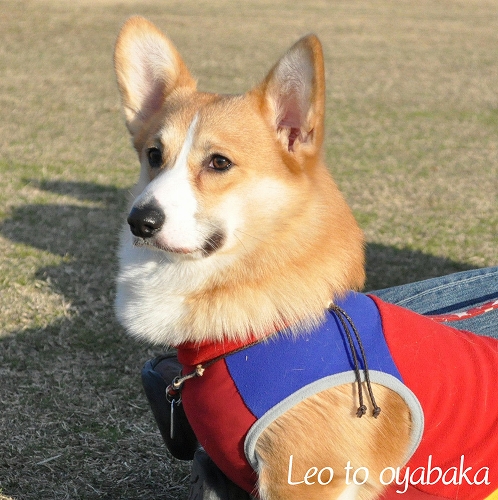 ぼく、レオだよっ♪.jpg