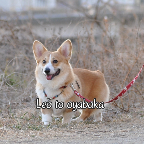 ぼく、レオだよっ♪.jpg