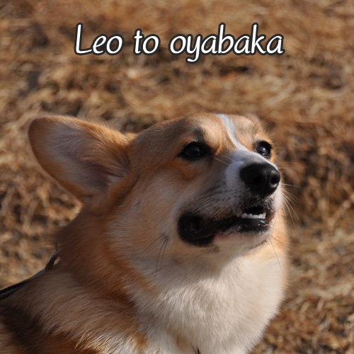 ぼく、レオだよっ♪.jpg