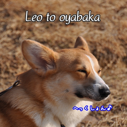 ぼく、レオだよっ♪.jpg
