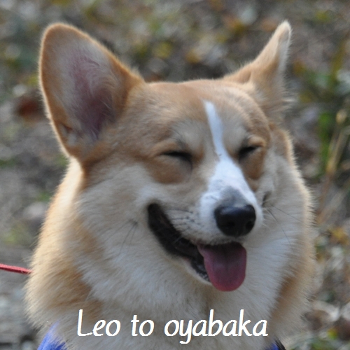 ぼく、レオだよっ♪.jpg