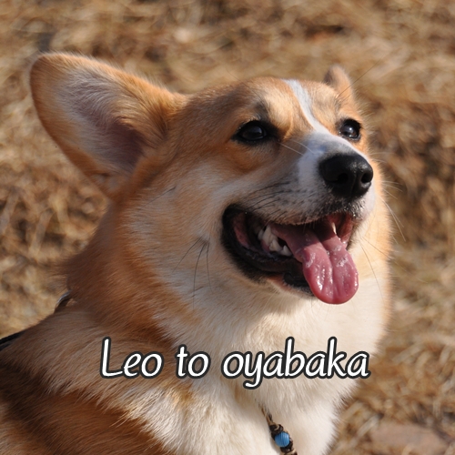 ぼく、レオだよっ♪.jpg