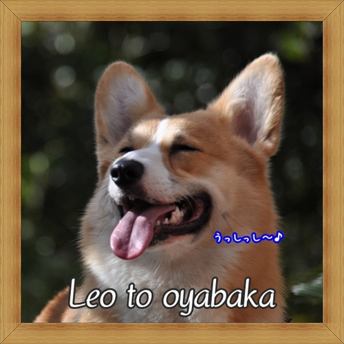 ぼく、レオだよっ♪.jpg