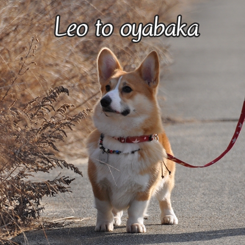ぼく、レオだよっ♪.jpg