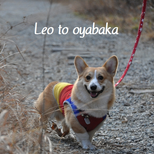 ぼく、レオだよっ♪.jpg