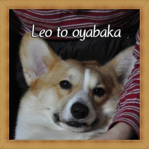 ぼく、レオだよっ♪.jpg
