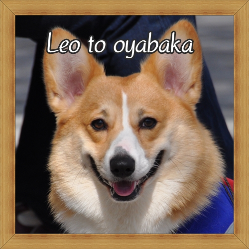 ぼく、レオだよっ♪.jpg