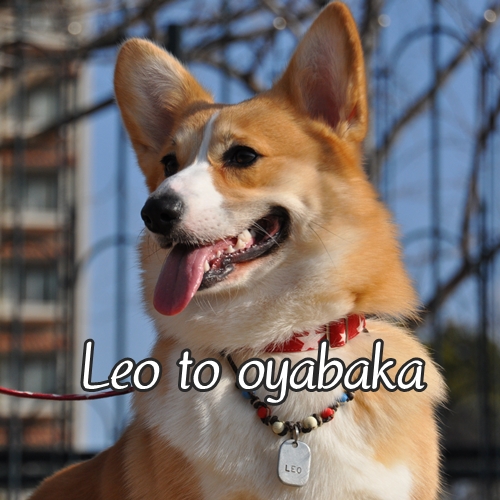 ぼく、レオだよっ♪.jpg