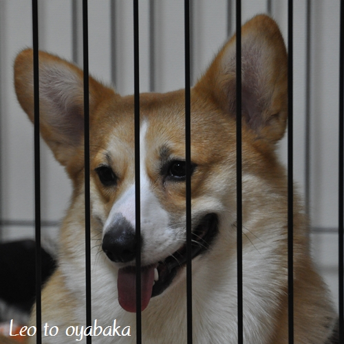 ぼく、レオだよっ♪.jpg