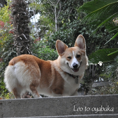 ぼくレオだよっ.jpg