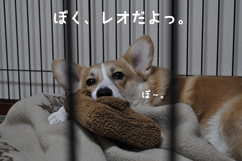 ぼくレオだよっ.jpg
