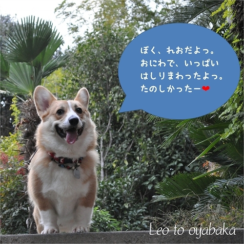 ぼくレオだよっ.jpg