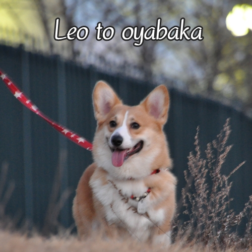 ぼくレオだよっ♪.jpg
