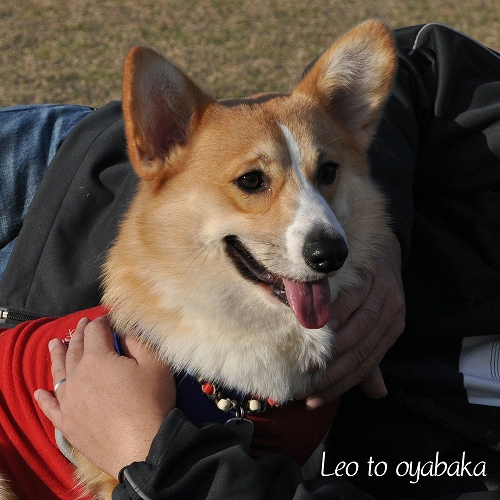 ぼくレオだよっ♪.jpg