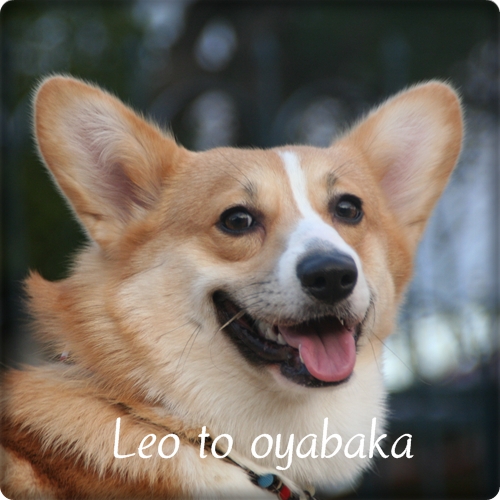 ぼくレオだよっ♪.jpg
