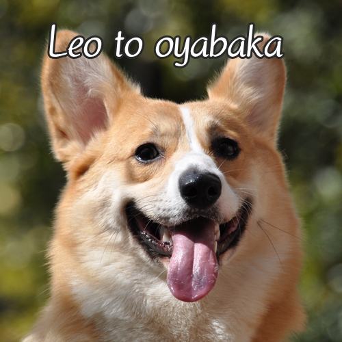 ぼくレオだよっ♪.jpg