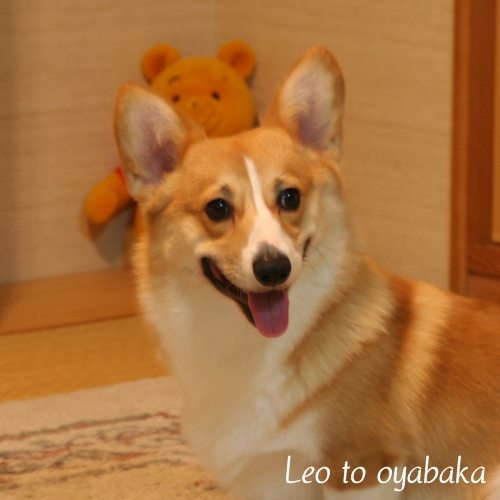 ぼくレオだよっ♪.jpg
