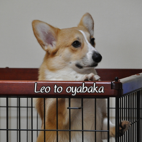 ぼくレオだよっ♪.jpg