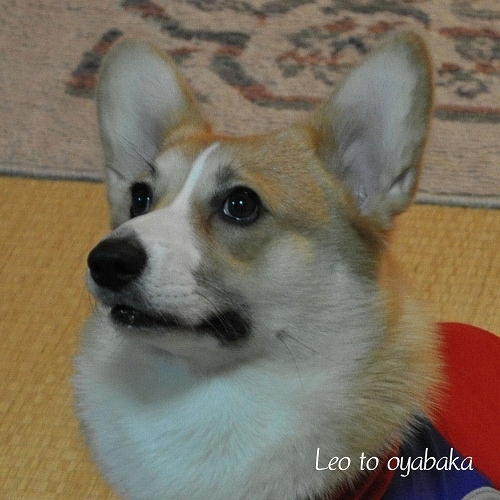 ぼくレオだよっ♪.jpg