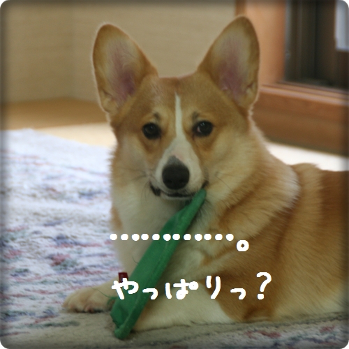 やっぱりっ?.jpg