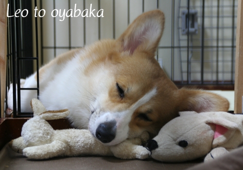 よかったね、おやすみっ♪.jpg