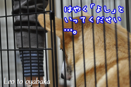 よしといってくだせい♪.jpg