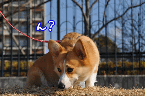 ん?お?あっ♪.gif