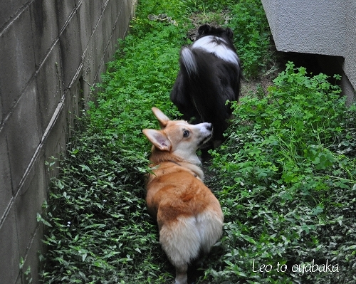 アトムとレオ4.jpg