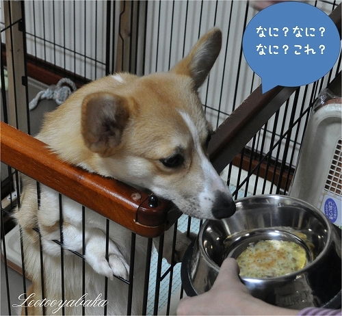 ガン見.jpg