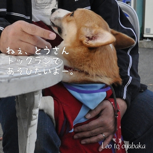 ドックランであそびたいよー.jpg