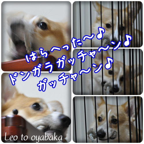 ドンガラガッチャン♪.jpg