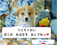 にほんブログ村 犬ブログ コーギーへ
