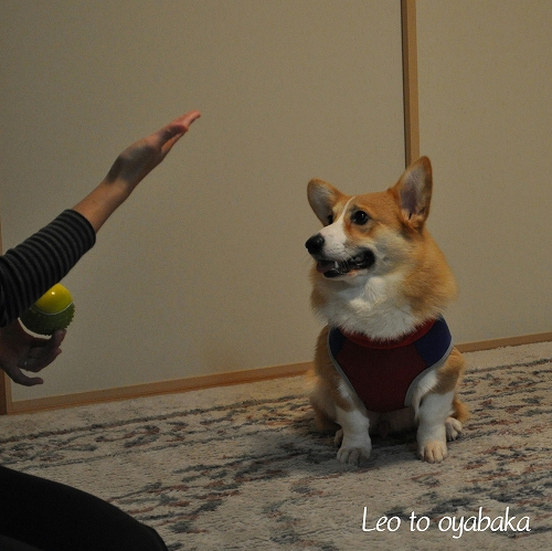 ボールがあればっ♪.jpg