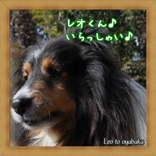 レオくんいらっしゃい♪.jpg