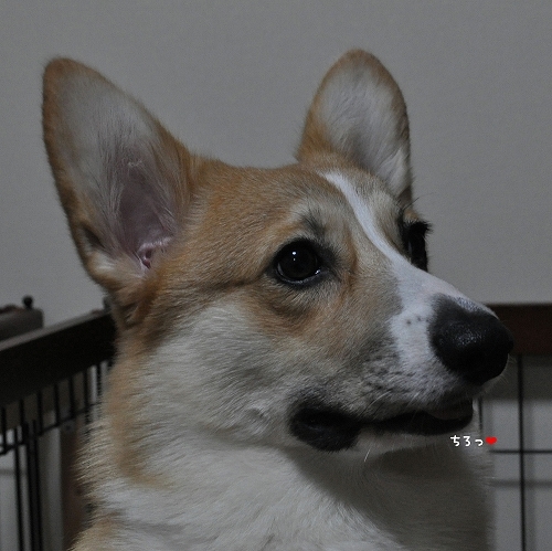 レオだよっ今日何する?.jpg