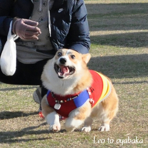 レオちゃん?.jpg