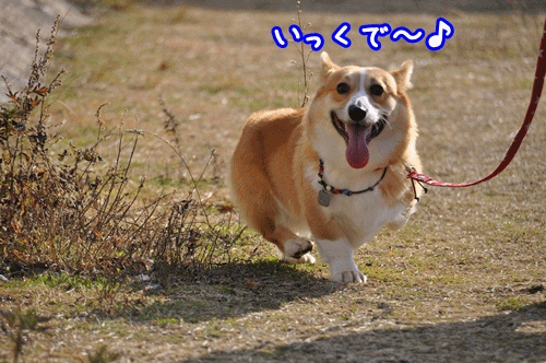 レオちゃんキック♪.gif