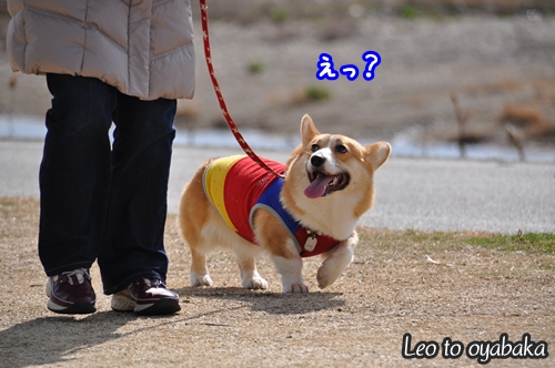 レオちゃん向こう見てごらん?.jpg